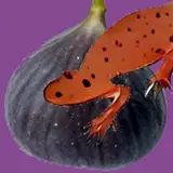Fig Neut