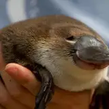 googoogaagaa