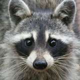 21CenturyRaccoon