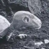 怪獣