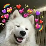NoobDog