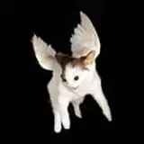 vampi✦