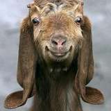 goat_head