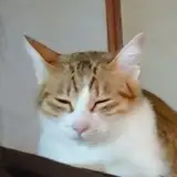 朝昼蛮