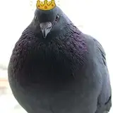 Pomba Lord