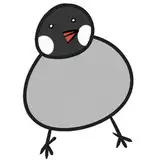 闇文鳥