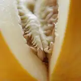 wetmelonplay