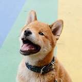 Tofupupper
